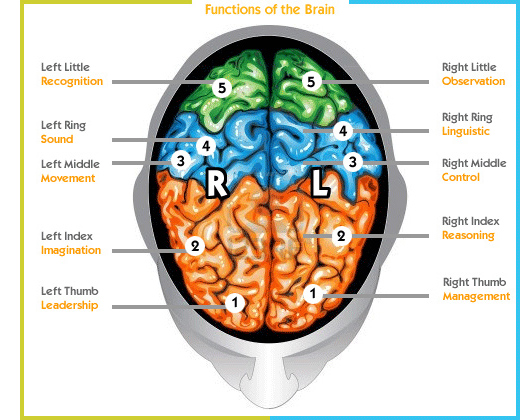 Connection of Brain & Fingers 